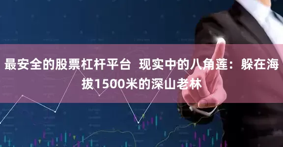 最安全的股票杠杆平台  现实中的八角莲：躲在海拔1500米的深山老林
