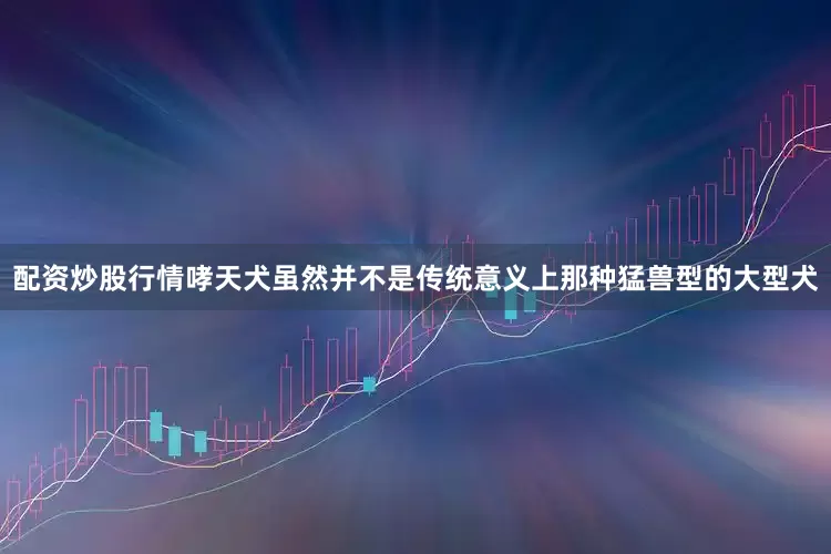 配资炒股行情哮天犬虽然并不是传统意义上那种猛兽型的大型犬